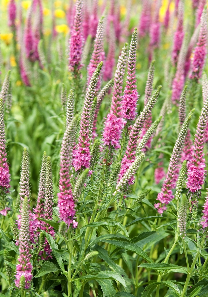 Speedwell - Veronica spicata 'Red Fox' from E.C. Brown's Nursery