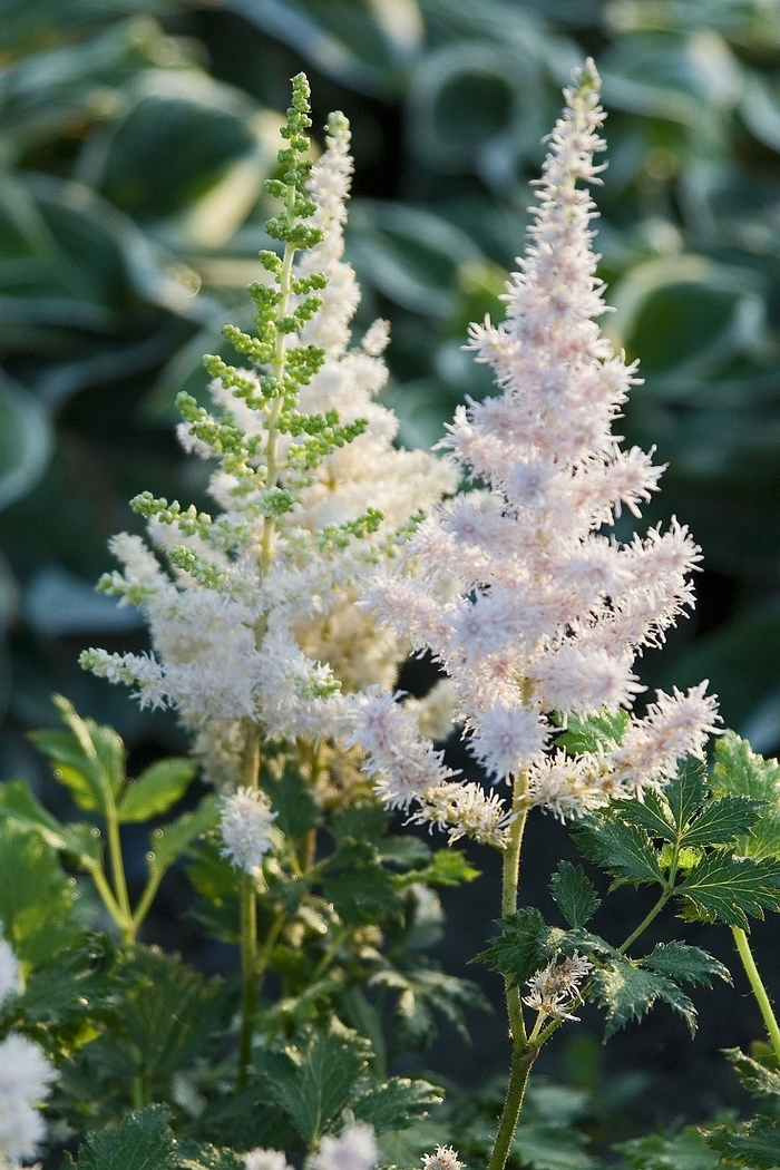 Astilbe-Chinese - Astilbe chinensis ''Milk and Honey'' from E.C. Brown's Nursery