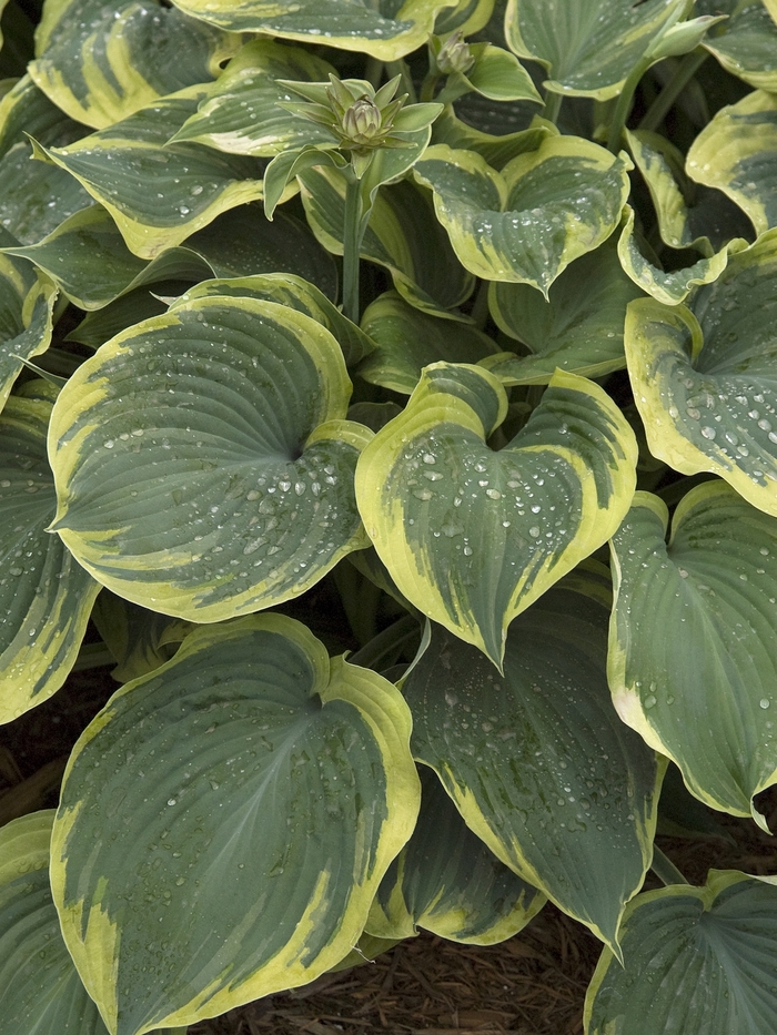 'Earth Angel' - Hosta hybrid from E.C. Brown's Nursery