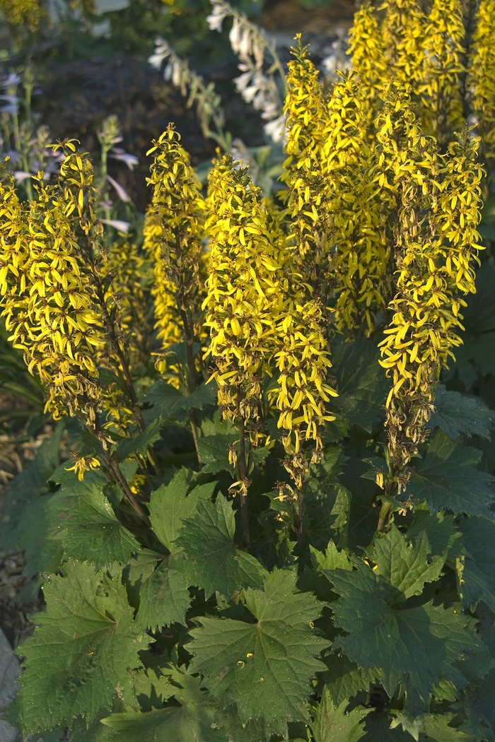 Leopard Plant - Ligularia stenocephala 'Little Rocket' from E.C. Brown's Nursery Leopard Plant - Ligularia stenocephala 'Little Rocket' from E.C. Brown's Nursery