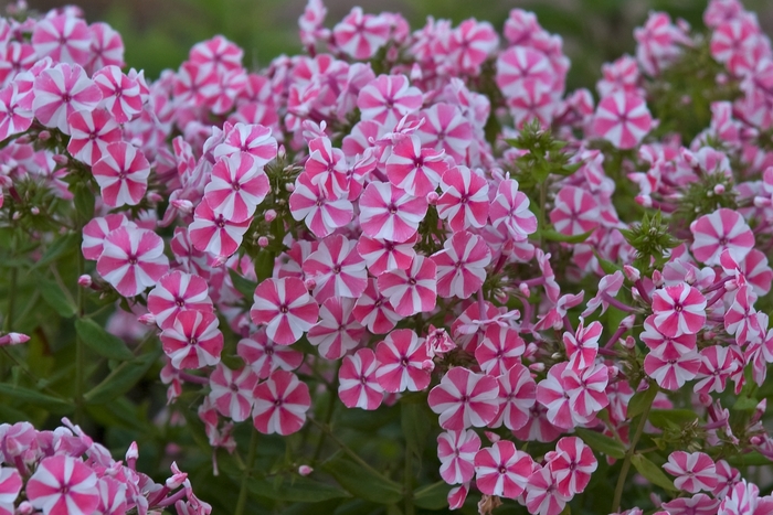 Tall Garden Phlox - Phlox paniculata 'Peppermint Twist' from E.C. Brown's Nursery