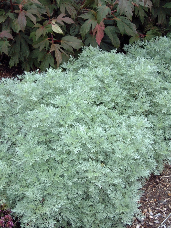Powis Castle Artemisia - Artemisia 'Powis Castle' from E.C. Brown's Nursery Powis Castle Artemisia - Artemisia 'Powis Castle' from E.C. Brown's Nursery