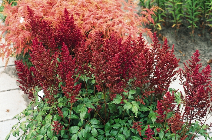 False Spirea - Astilbe x japonica 'Elisabeth van Veen' from E.C. Brown's Nursery False Spirea - Astilbe x japonica 'Elisabeth van Veen' from E.C. Brown's Nursery
