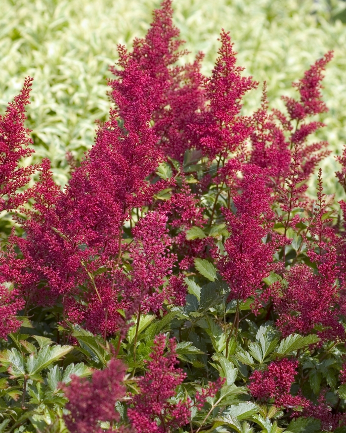False Spirea - Astilbe japonica 'Red Sentinel' from E.C. Brown's Nursery False Spirea - Astilbe japonica 'Red Sentinel' from E.C. Brown's Nursery