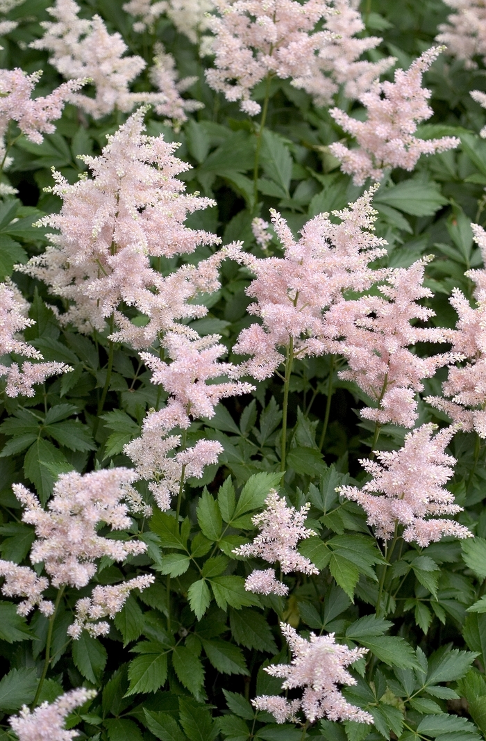 False Spirea - Astilbe japonica 'Peach Blossom' from E.C. Brown's Nursery False Spirea - Astilbe japonica 'Peach Blossom' from E.C. Brown's Nursery