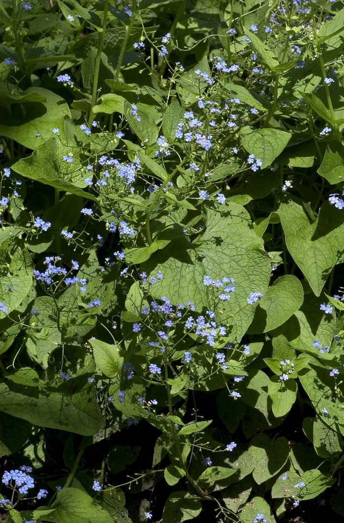 Siberian Bugloss - Brunnera macrophylla (Siberian Bugloss) from E.C. Brown's Nursery Siberian Bugloss - Brunnera macrophylla (Siberian Bugloss) from E.C. Brown's Nursery