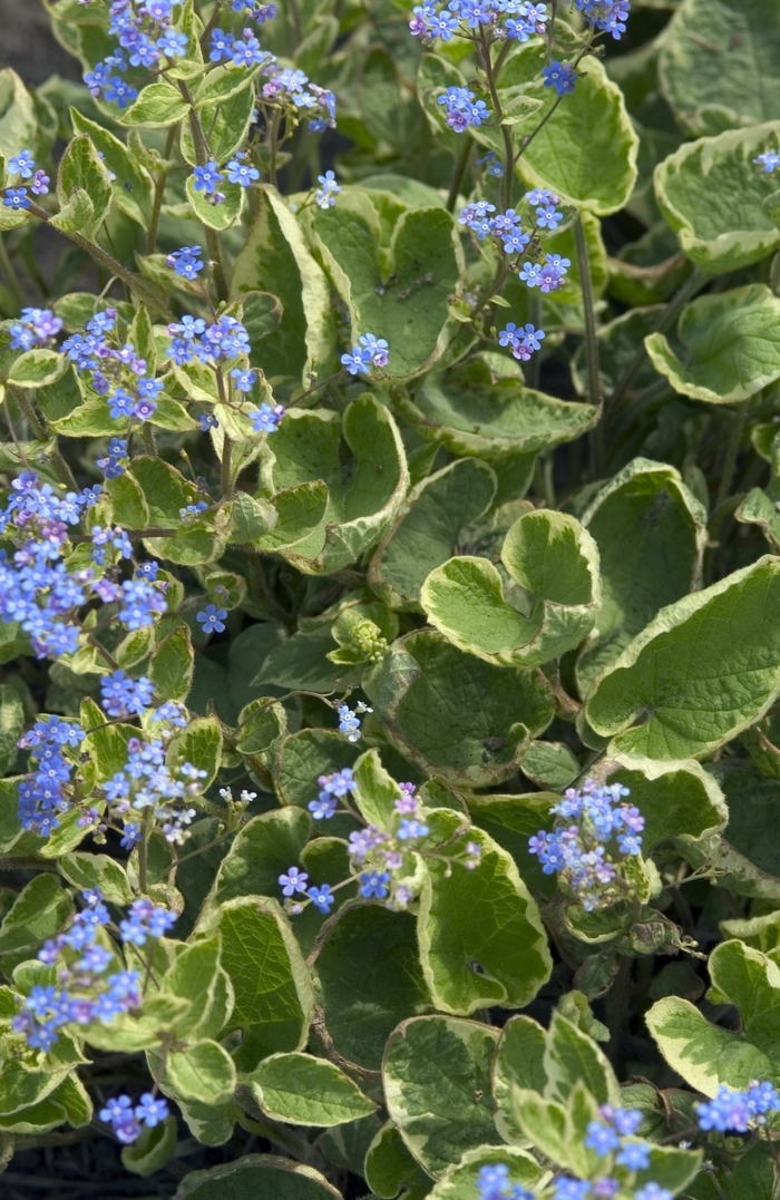 Hadspen Cream Siberian Bugloss - Brunnera macrophylla 'Hadspen Cream' (Siberian Bugloss) from E.C. Brown's Nursery