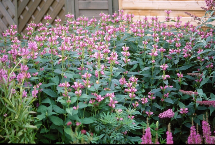 Rose Turtlehead - Chelone obliqua from E.C. Brown's Nursery Rose Turtlehead - Chelone obliqua from E.C. Brown's Nursery