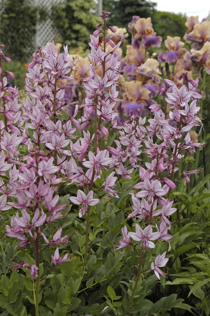 Gas Plant - Dictamnus albus (Gas Plant) from E.C. Brown's Nursery Gas Plant - Dictamnus albus (Gas Plant) from E.C. Brown's Nursery