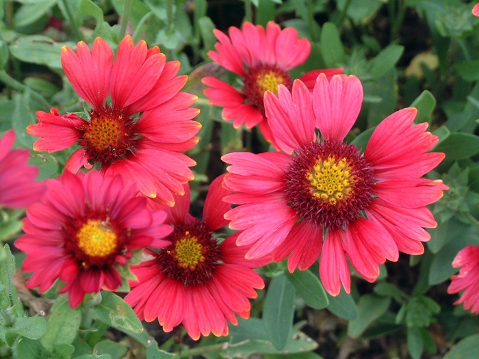 Blanket Flower - Gaillardia 'Burgundy' from E.C. Brown's Nursery