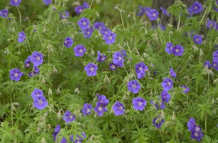 Geranium-Hardy - Geranium 'Brookside' from E.C. Brown's Nursery Geranium-Hardy - Geranium 'Brookside' from E.C. Brown's Nursery