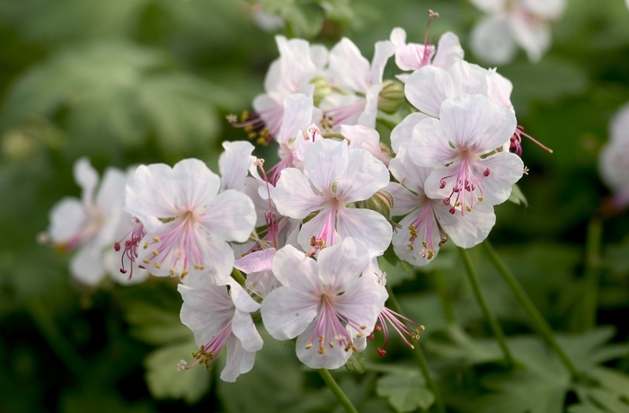 Bloody Cranesbill - Geranium x cantabrigense 'Biokova Karmina' from E.C. Brown's Nursery Bloody Cranesbill - Geranium x cantabrigense 'Biokova Karmina' from E.C. Brown's Nursery