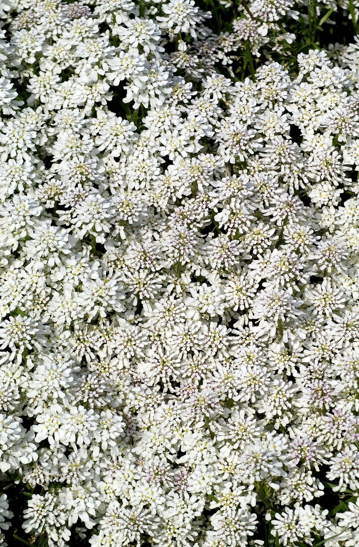  Snowflake Evergreen Candytuft - Iberis sempervirens from E.C. Brown's Nursery