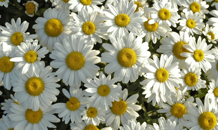 Snowcap Shasta Daisy - Leucanthemum x superbum 'Snowcap' (Shasta Daisy) from E.C. Brown's Nursery