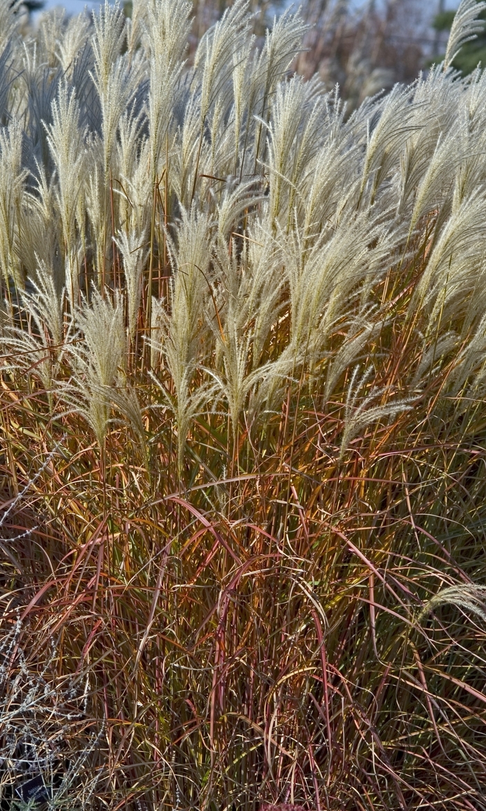 Purple Flame Grass - Miscanthus sinensis v. purpurascens from E.C. Brown's Nursery