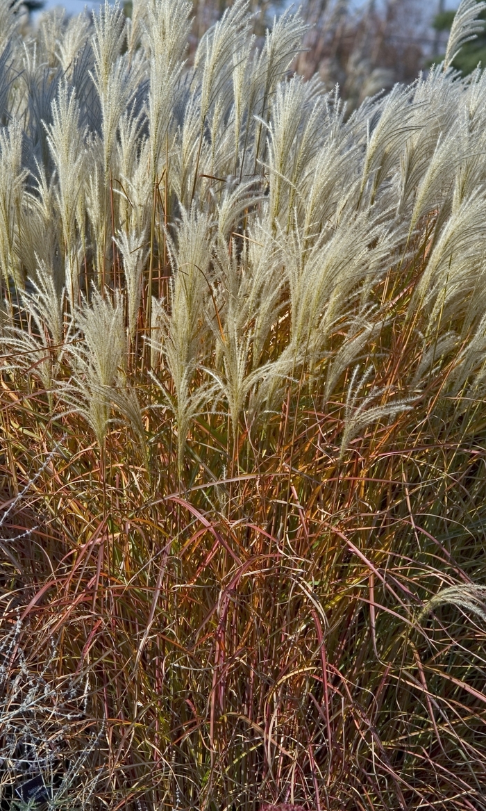 Purple Flame Grass - Miscanthus sinensis v. purpurascens from E.C. Brown's Nursery Purple Flame Grass - Miscanthus sinensis v. purpurascens from E.C. Brown's Nursery