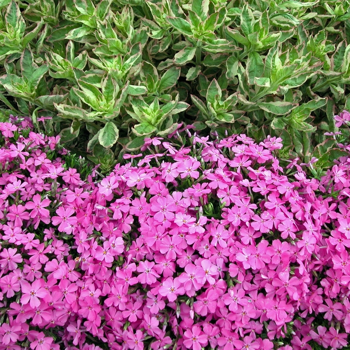  'Emerald Pink' - Phlox subulata from E.C. Brown's Nursery