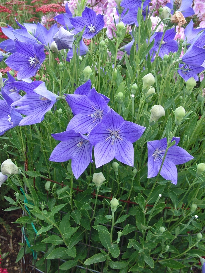 'Fuji Blue' Balloon Flower - Platycodon grandiflorus from E.C. Brown's Nursery 'Fuji Blue' Balloon Flower - Platycodon grandiflorus from E.C. Brown's Nursery