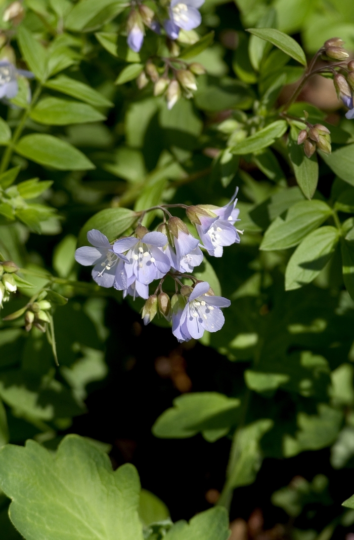 Jacob's Ladder - Polemonium reptans (Jacob's Ladder) from E.C. Brown's Nursery