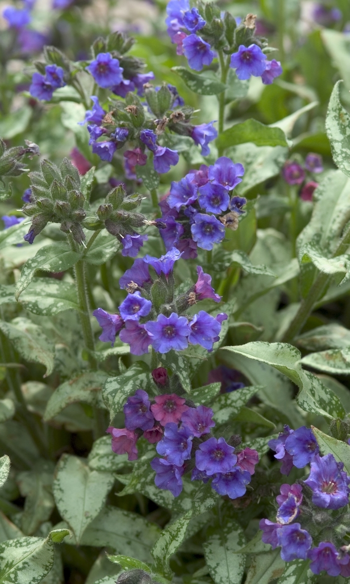 Diana Clair Lungwort - Pulmonaria longifolia 'Diana Clair' (Lungwort) from E.C. Brown's Nursery Diana Clair Lungwort - Pulmonaria longifolia 'Diana Clair' (Lungwort) from E.C. Brown's Nursery