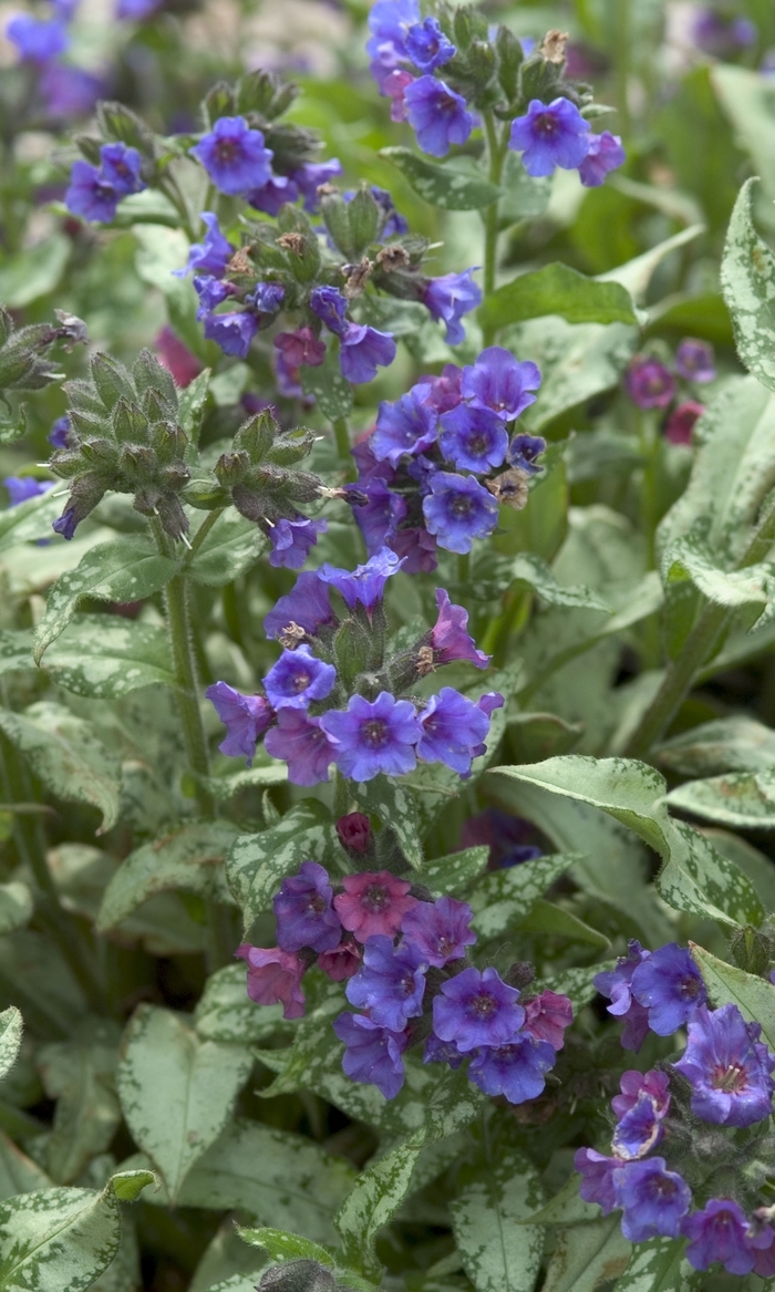 Diana Clair Lungwort - Pulmonaria longifolia 'Diana Clair' (Lungwort) from E.C. Brown's Nursery