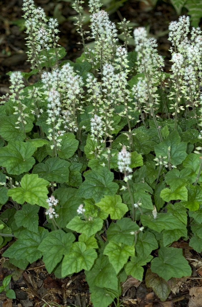 Foamflower - Tiarella cordifolia from E.C. Brown's Nursery Foamflower - Tiarella cordifolia from E.C. Brown's Nursery