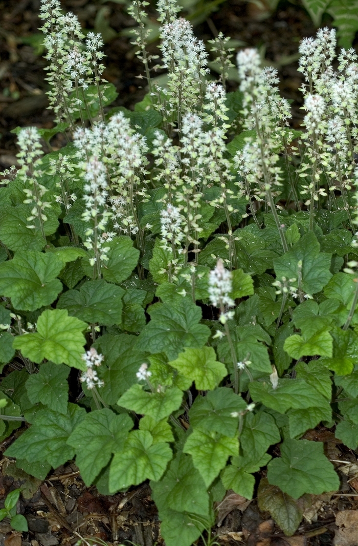 Foamflower - Tiarella cordifolia from E.C. Brown's Nursery