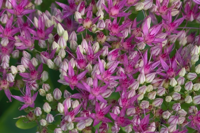  'Brilliant' - Sedum spectabile from E.C. Brown's Nursery