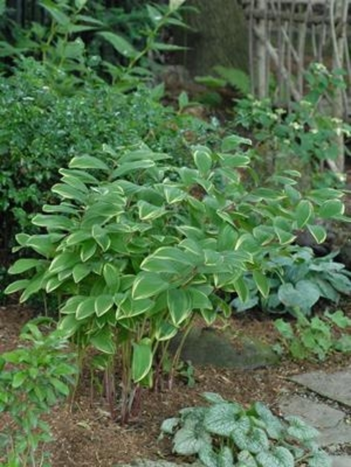 Variegated Soloman's Seal - Polygonatum odoratum var. pluriflorum 'Variegatum' from E.C. Brown's Nursery