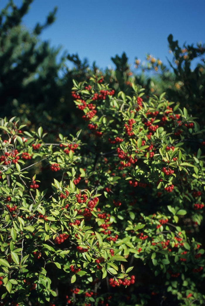 Red Chokeberry - Aronia arbutifolia 'Brilliantissima' from E.C. Brown's Nursery Red Chokeberry - Aronia arbutifolia 'Brilliantissima' from E.C. Brown's Nursery