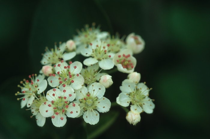 Black chokeberry - Aronia melanocarpa from E.C. Brown's Nursery Black chokeberry - Aronia melanocarpa from E.C. Brown's Nursery