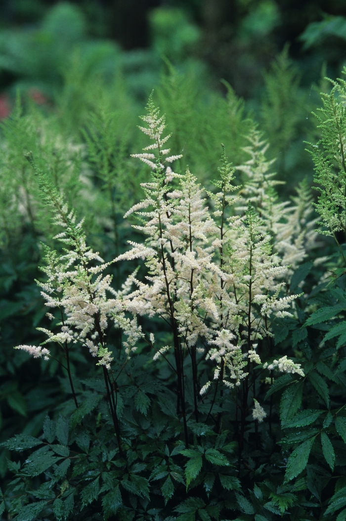 False Spirea - Astilbe arendsii 'Bridal Veil' from E.C. Brown's Nursery False Spirea - Astilbe arendsii 'Bridal Veil' from E.C. Brown's Nursery