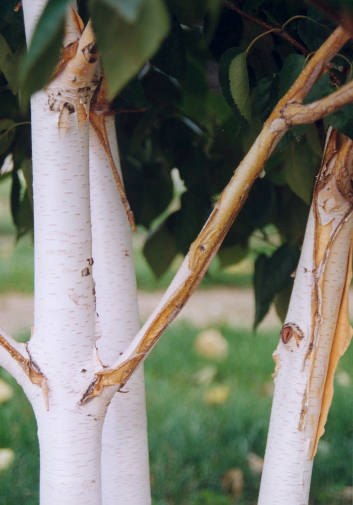 Whitebarked Himalayan Birch - Betula utilis var. jacquemontii from E.C. Brown's Nursery Whitebarked Himalayan Birch - Betula utilis var. jacquemontii from E.C. Brown's Nursery