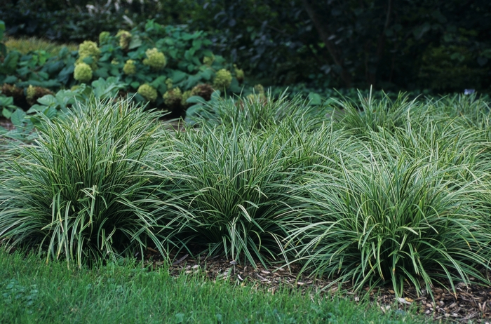 Morrow's Sedge - Carex morrowii 'Ice Dance' from E.C. Brown's Nursery