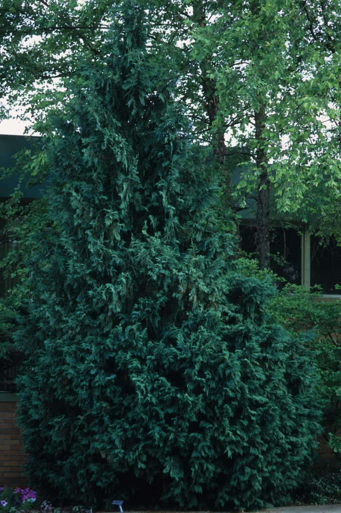 Slender Hinoki Falsecypress - Chamaecyparis obtusa gracilis 'Nana' from E.C. Brown's Nursery