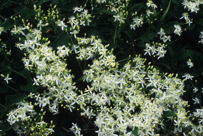 Fall Clematis - Clematis terniflora from E.C. Brown's Nursery