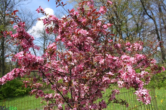 Royal Rain Drops Crabapple - Malus 'Royal Rain Drops' from E.C. Brown's Nursery