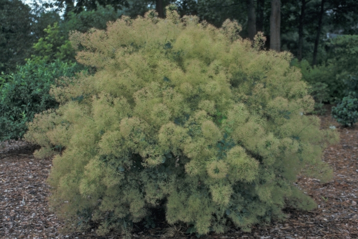 Smoke Tree - Cotinus coggygria 'Young Lady' from E.C. Brown's Nursery