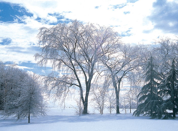 American Elm - Ulmus americana from E.C. Brown's Nursery