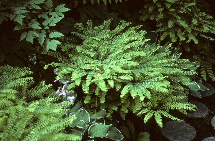 Northern Maidenhair Fern - Adiantum pedatum from E.C. Brown's Nursery