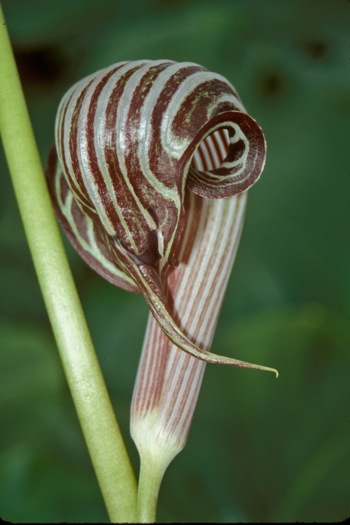 Chinese Jack-in-the-Pulpit - Arisaema fargesii from E.C. Brown's Nursery