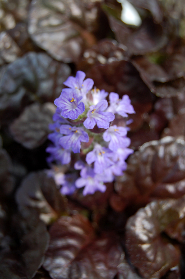 Bugleweed - Ajuga reptans 'Black Scallop' from E.C. Brown's Nursery Bugleweed - Ajuga reptans 'Black Scallop' from E.C. Brown's Nursery
