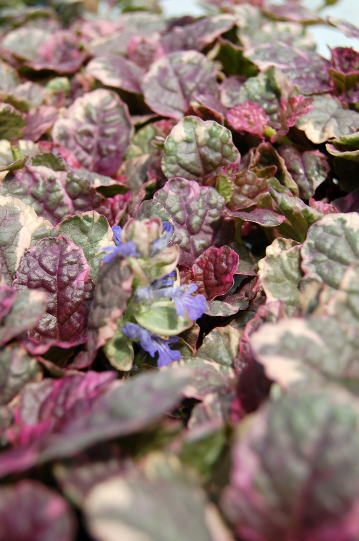 Common Bugle Weed - Ajuga reptans 'Burgundy Glow' from E.C. Brown's Nursery Common Bugle Weed - Ajuga reptans 'Burgundy Glow' from E.C. Brown's Nursery