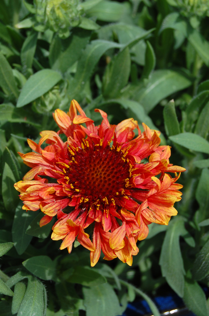 Blanket Flower - Gaillardia 'Fanfare Blaze' from E.C. Brown's Nursery