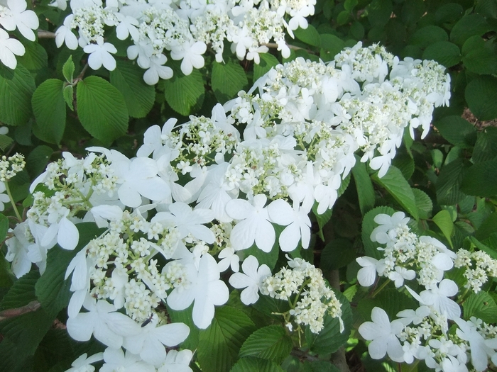 Doublefile Viburnum - Viburnum plicatum v. tomentosum 'Shasta' from E.C. Brown's Nursery