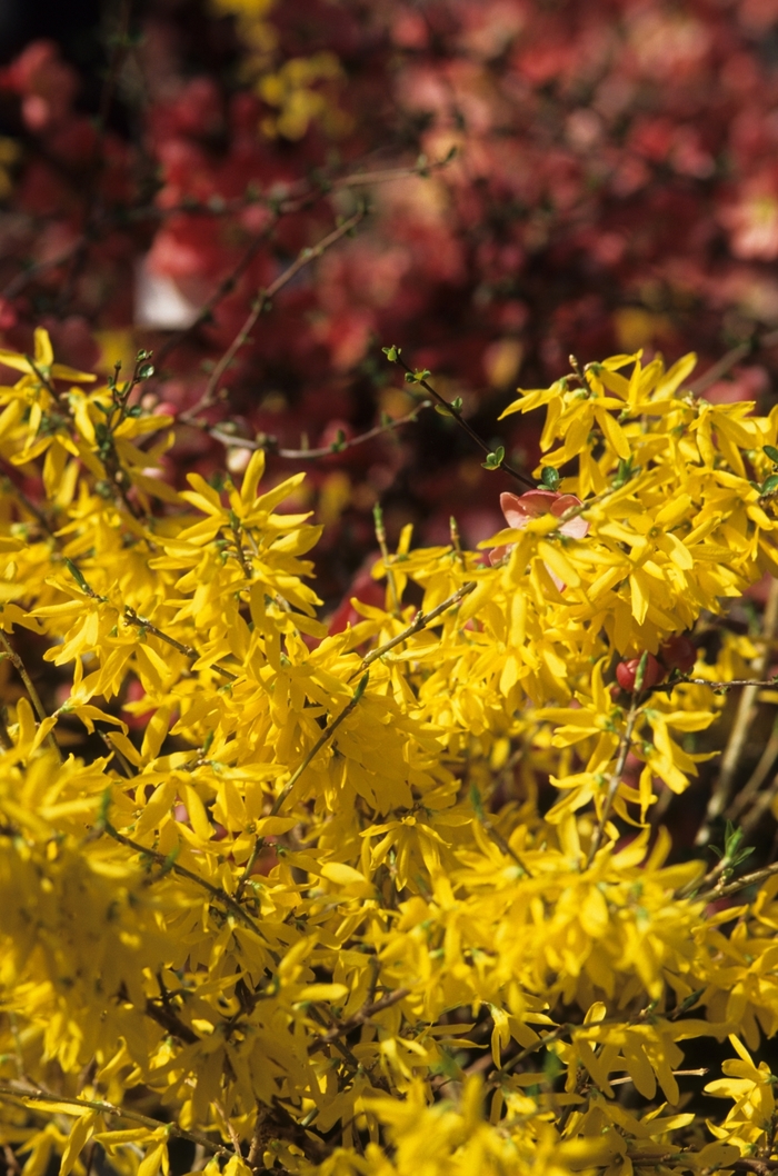 Gold Tide™ Forsythia - Forsythia x intermedia 'Courtasol' from E.C. Brown's Nursery Gold Tide™ Forsythia - Forsythia x intermedia 'Courtasol' from E.C. Brown's Nursery