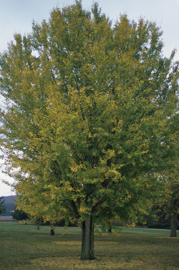 Ginkgo - Ginkgo biloba from E.C. Brown's Nursery