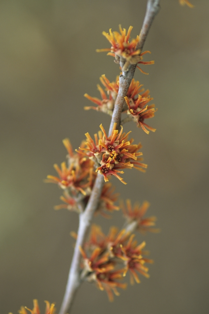 Vernal Witch Hazel - Hamamelis vernalis from E.C. Brown's Nursery Vernal Witch Hazel - Hamamelis vernalis from E.C. Brown's Nursery