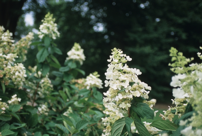 Pink Diamond Hydrangea - Hydrangea paniculata ''Pink Diamond'' from E.C. Brown's Nursery Pink Diamond Hydrangea - Hydrangea paniculata ''Pink Diamond'' from E.C. Brown's Nursery