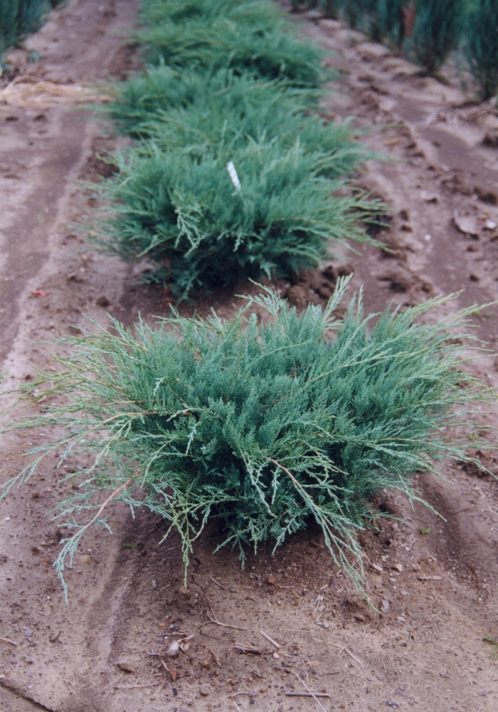 Eastern Redcedar - Juniperus virginiana 'Grey Owl' from E.C. Brown's Nursery